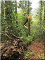 Fallen trees, Westridge Wood