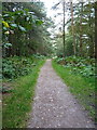 Bridleway on Shoal Hill