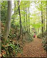 Bridleway, Twinberrow Woods