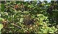 Berries in a hedgerow by St David?s Well, Nottage