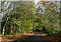 Autumn Colours On Kilkerran Estate