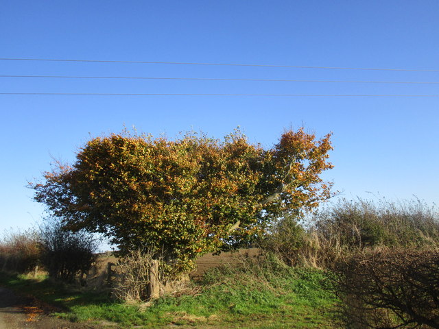 Beech tree under the wires