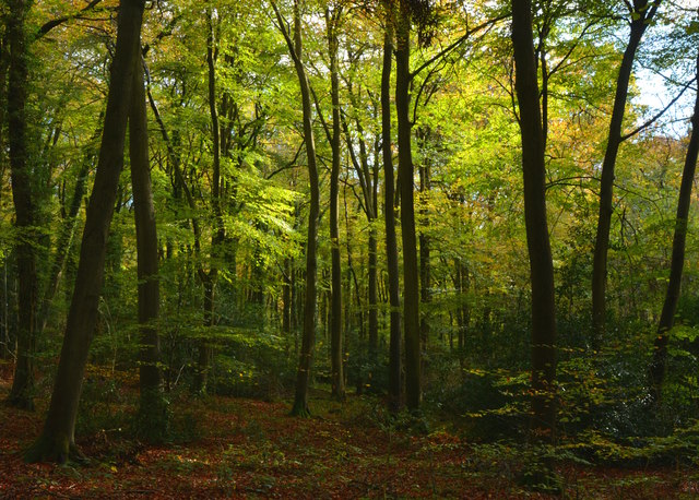 Greatbottom Wood, near Satwell, Oxfordshire