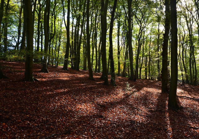 Beeches in Greatbottom Wood, near Satwell, Oxfordshire
