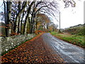 Fallen leaves, Drumnabey