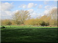 Trees by the River Hull