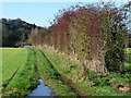 Field, track and hedgerow north of Great Corby