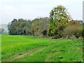 Autumn trees along the footpath to Barton-le-Clay