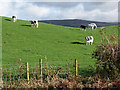 NY5152 : Cattle at Moss Foot by Oliver Dixon