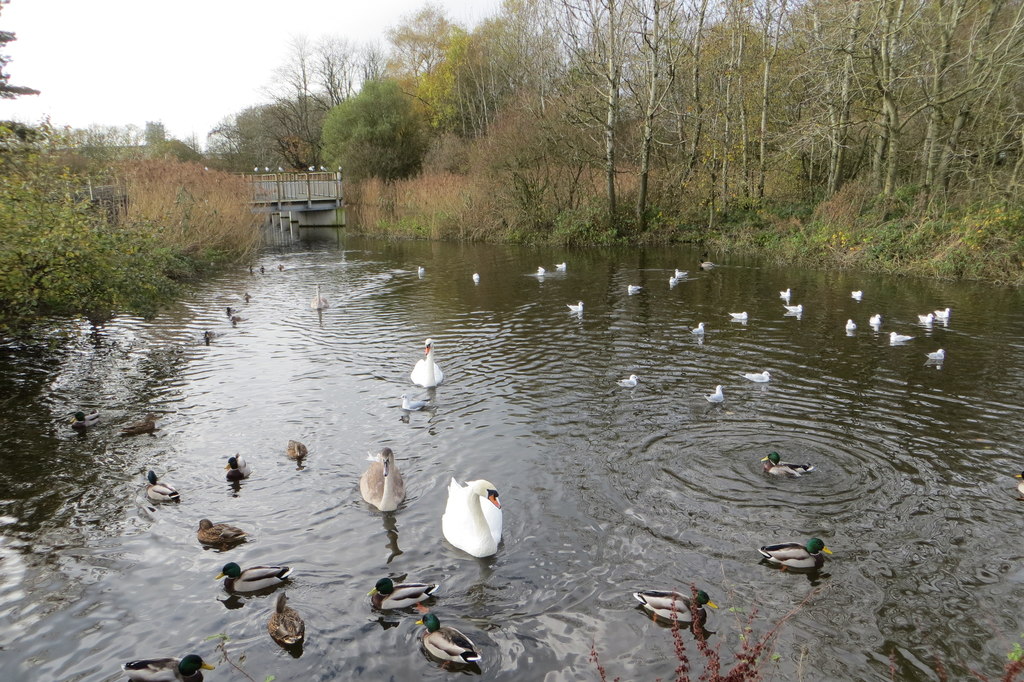 Duck pond © Robert Ashby cc-by-sa/2.0 :: Geograph Britain and Ireland