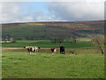 Field with cattle near Carlatton Demesne