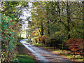 Country lane through Flatt Woods