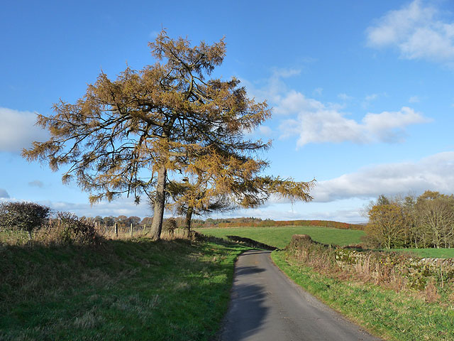 Two larch trees beside the road to Middle Gelt