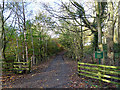 Estate road in Tootop Woods