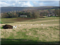 NY5355 : Field, sheep and muck heap near Black Moss by Oliver Dixon
