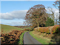 Beech hedge beside the road to Middle Gelt