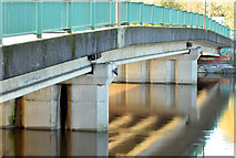 J3371 : The River Lagan, Governor's Bridge, Belfast - November 2014(2) by Albert Bridge