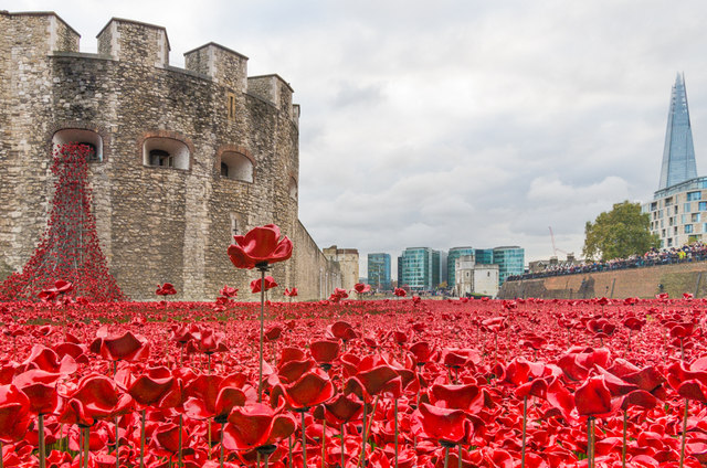 Tower poppies