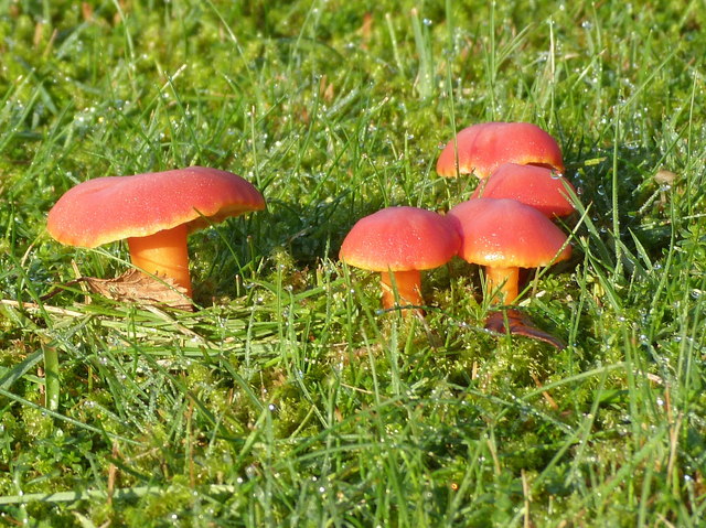 "Waxcap" mushrooms, Tarbert golf course