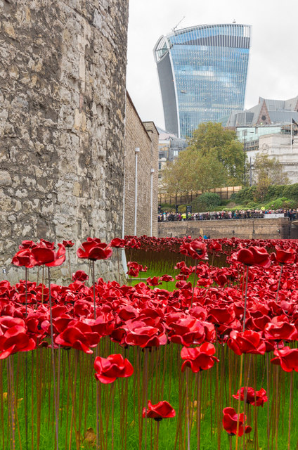 Tower poppies
