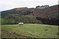 Horses above Drefor Dingle