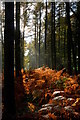 Larch plantation, Bucklebury Common, Berkshire