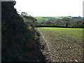 Crop field and hedgerow