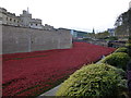 TQ3380 : Poppies at The Tower of London #2 by Richard Humphrey