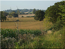 SP2079 : Fields of maize east of Walsal End by Robin Stott