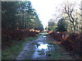 Muddy Forest Track