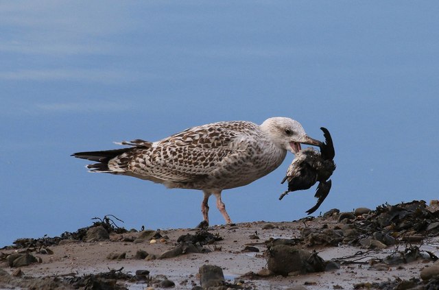 Gull with dead Little auk