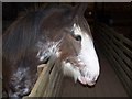 Clydesdale mare