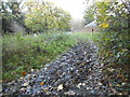 Muddy path on Ham Common