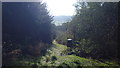 In the woods near Llangedwyn