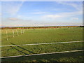 Paddocks behind the Bird in the Barley