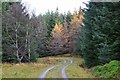 NN5630 : Forest track, Glen Dochart by Jim Barton