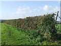 TL5746 : Hedge And Footpath by Keith Evans