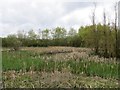 Wetland, Lawthorn