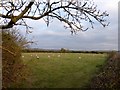 Sheep grazing near Gamston