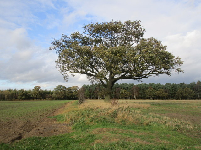 Solitary oak