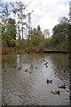 Ducks & Drakes in Woking Park