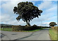 Tree on the corner of the road to Pentre Kendrick Farm near Weston Rhyn 