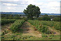 Fruit orchard, Mascall