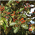 Swedish Whitebeam foliage and fruit