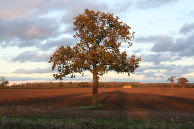 Lone tree in November afternoon sunlight