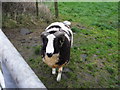 H2587 : Jacob sheep, Freughlough by Kenneth  Allen