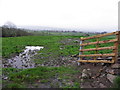 An open field, Creevy Lower