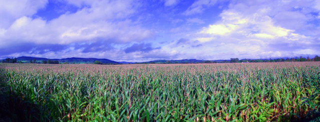 Corn Fields near Kildorrery, Co. Cork