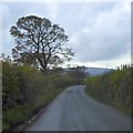 Bare tree with Cosdon Hill behind