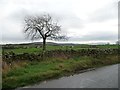 Tree alongside Walkers Lane